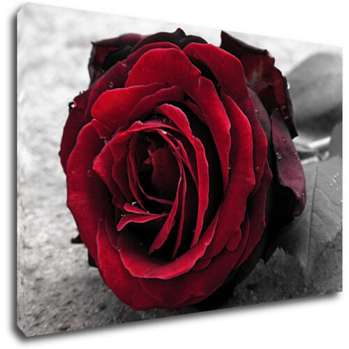 Obraz Růže na černobílém pozadí