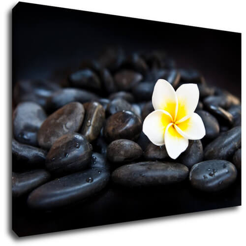 Obraz Bílý květ na černých kamenech