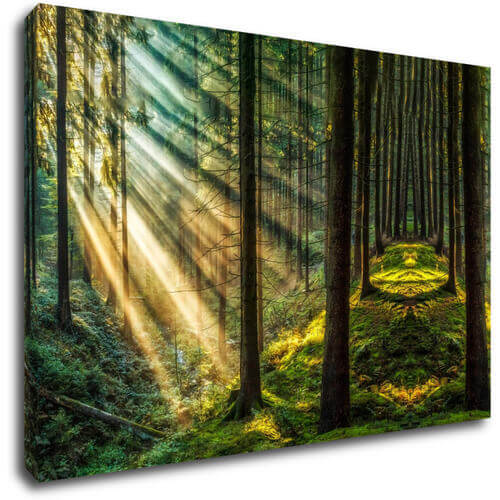 Obraz Paprsky slunce v lese