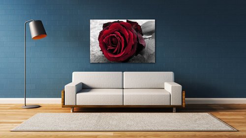 Obraz Růže na černobílém pozadí - 60 x 40 cm