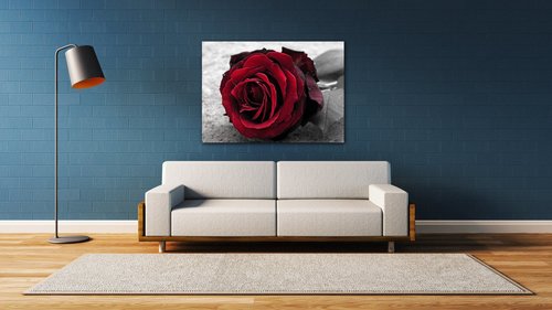 Obraz Růže na černobílém pozadí - 70 x 50 cm