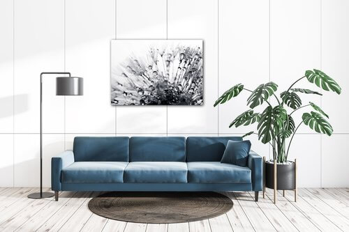 Obraz Pampeliška s kapkami vody - 70 x 50 cm
