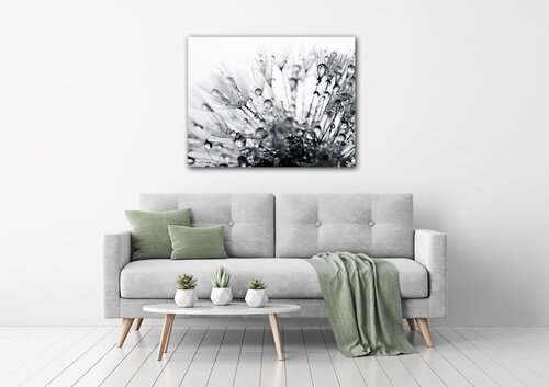 Obraz Pampeliška s kapkami vody - 90 x 70 cm