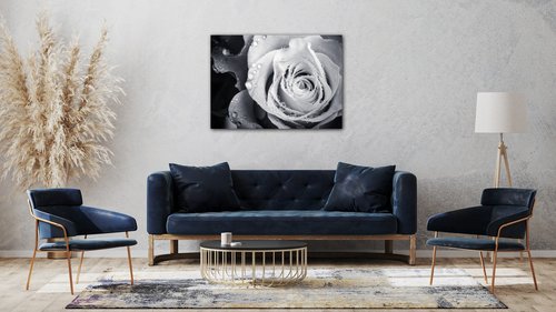 Obraz Černobílá růže s kapkami vody - 70 x 50 cm