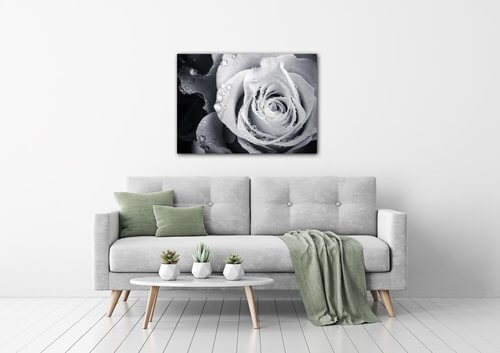 Obraz Černobílá růže s kapkami vody - 70 x 50 cm