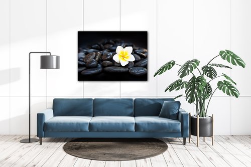 Obraz Bílý květ na černých kamenech - 70 x 50 cm