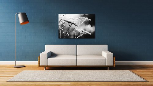 Obraz Černobílá luční květina - 90 x 60 cm