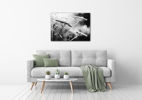 Obraz Černobílá luční květina - 70 x 50 cm