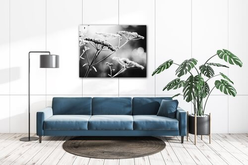 Obraz Černobílá luční květina - 90 x 70 cm