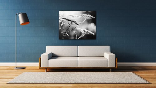 Obraz Černobílá luční květina - 90 x 70 cm