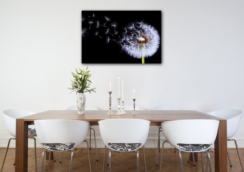 Obraz Pampeliška na černém pozadí - 90 x 60 cm