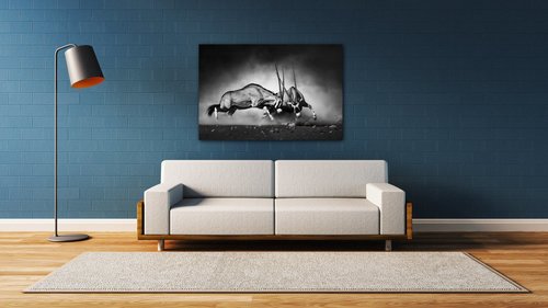 Obraz Antilopy černobílé - 90 x 60 cm