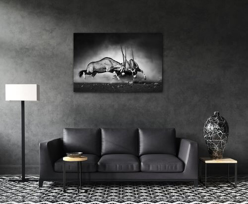 Obraz Antilopy černobílé - 90 x 60 cm