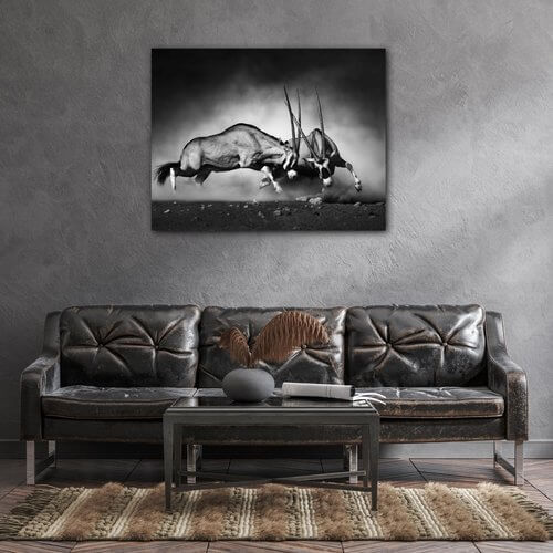 Obraz Antilopy černobílé - 90 x 70 cm