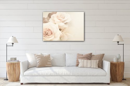 Obraz Růže světlé - 70 x 50 cm
