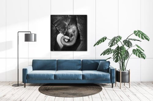 Obraz Slon černobílý - 60 x 60 cm