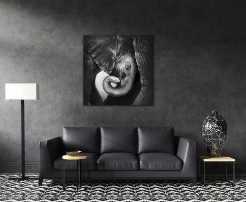 Obraz Slon černobílý - 70 x 70 cm