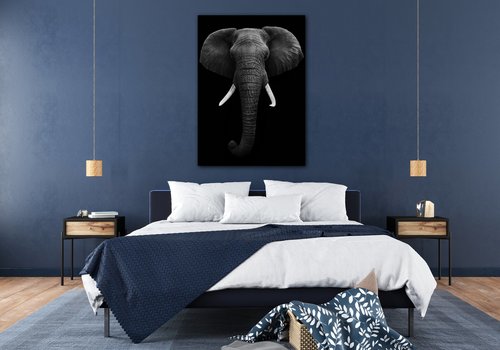 Obraz Slon černobílý - 50 x 70 cm