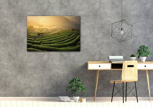 Obraz Východ slunce čajovníková plantáž - 90 x 60 cm