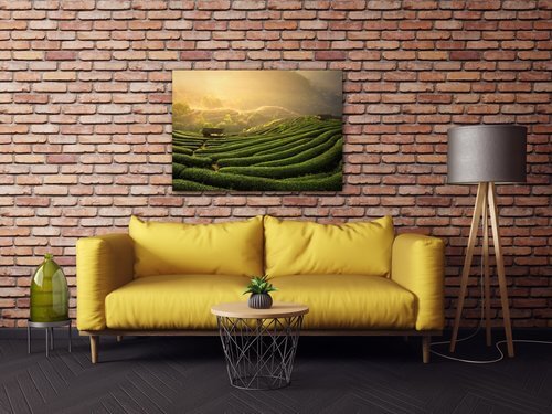 Obraz Východ slunce čajovníková plantáž - 70 x 50 cm