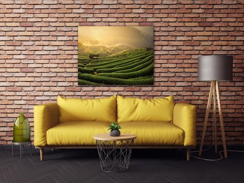 Obraz Východ slunce čajovníková plantáž - 90 x 70 cm