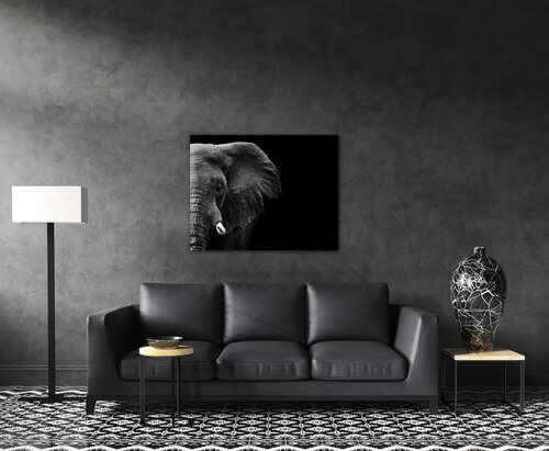 Obraz Slon na černém pozadí - 90 x 70 cm