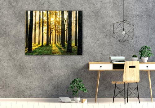 Obraz Osvícený les - 90 x 70 cm