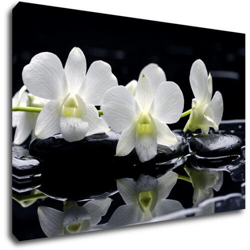 Obraz Bílé orchidee na černém pozadí - 60 x 40 cm