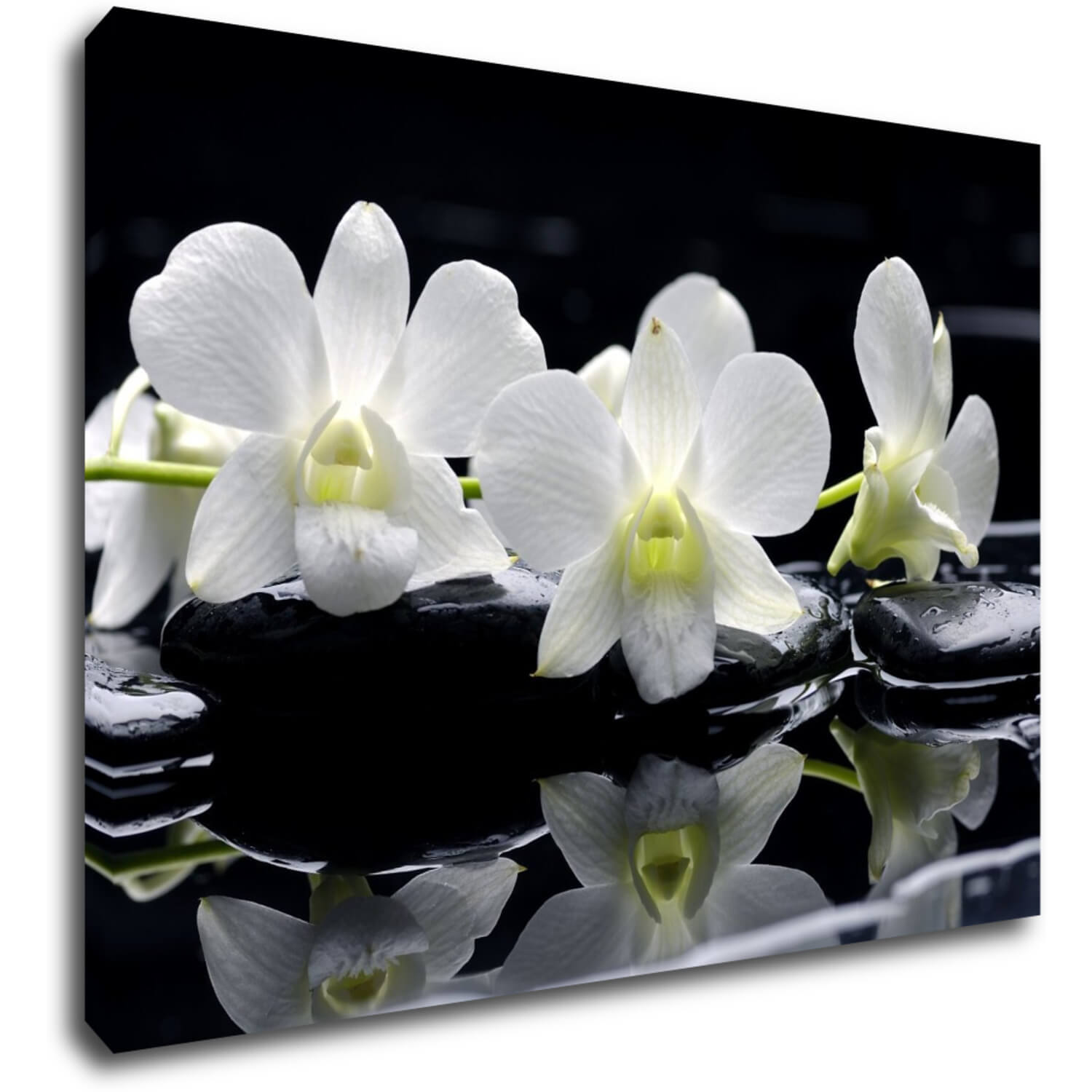 Obraz Bílé orchidee na černém pozadí - 70 x 50 cm