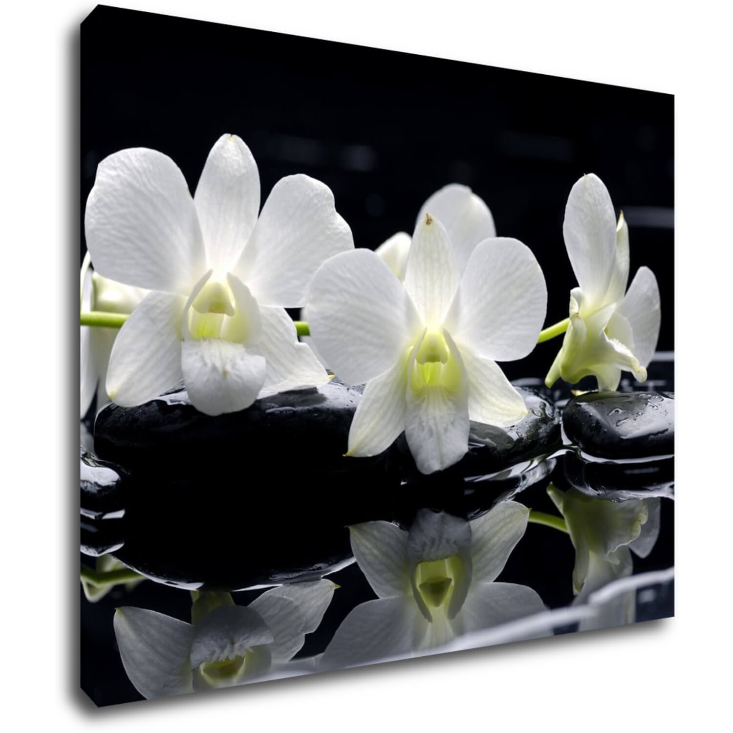 Obraz Bílé orchidee na černém pozadí - 90 x 70 cm