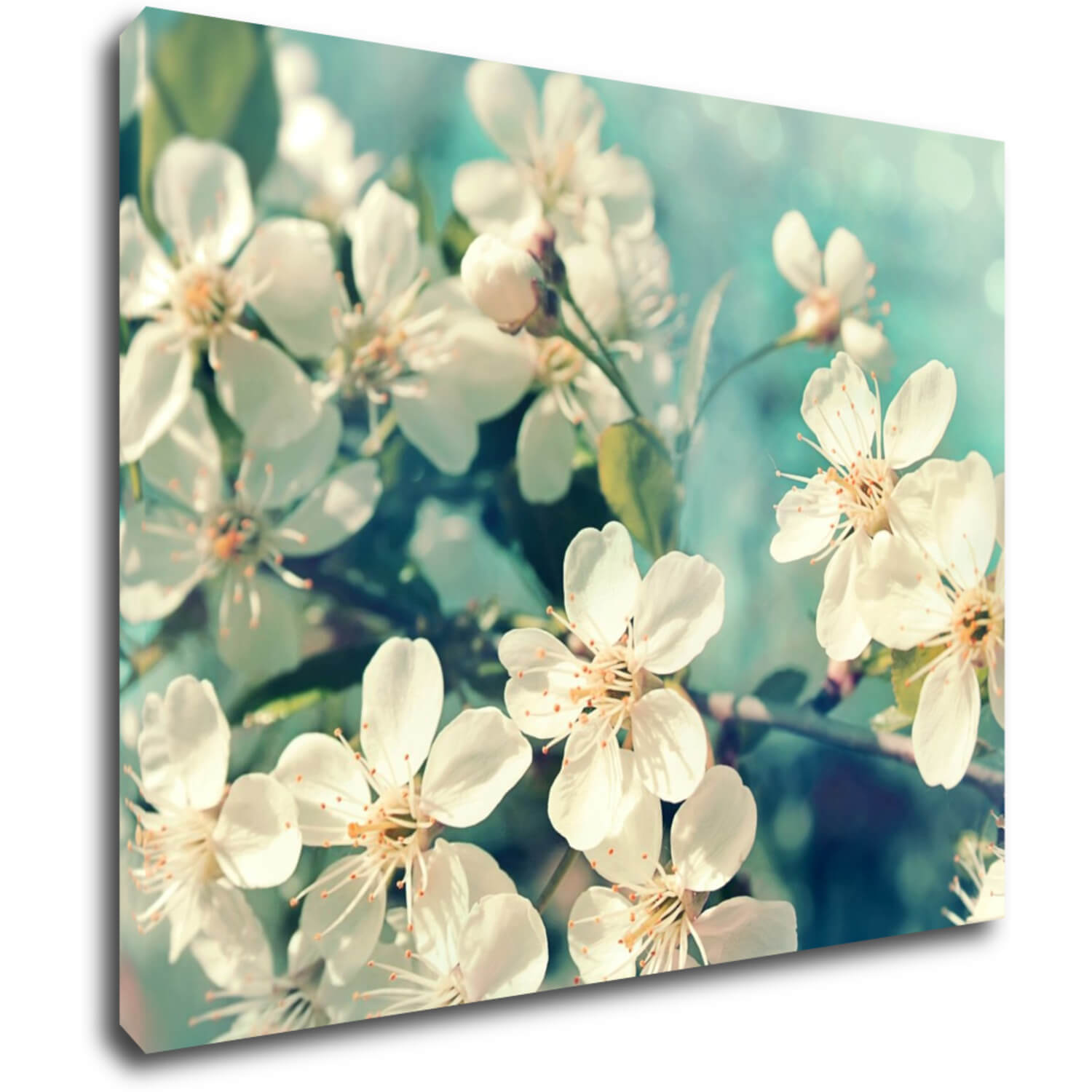 Obraz Třešňový květ modré pozadí - 90 x 70 cm