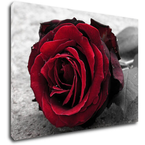 Obraz Růže na černobílém pozadí - 70 x 50 cm