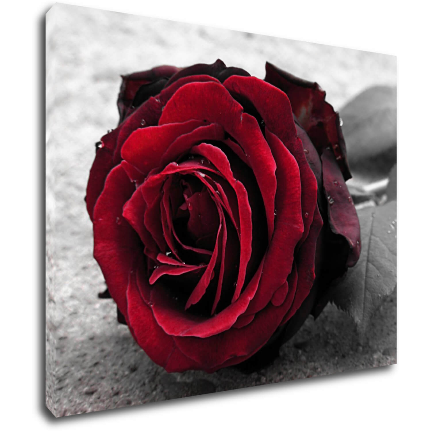 Obraz Růže na černobílém pozadí - 90 x 70 cm