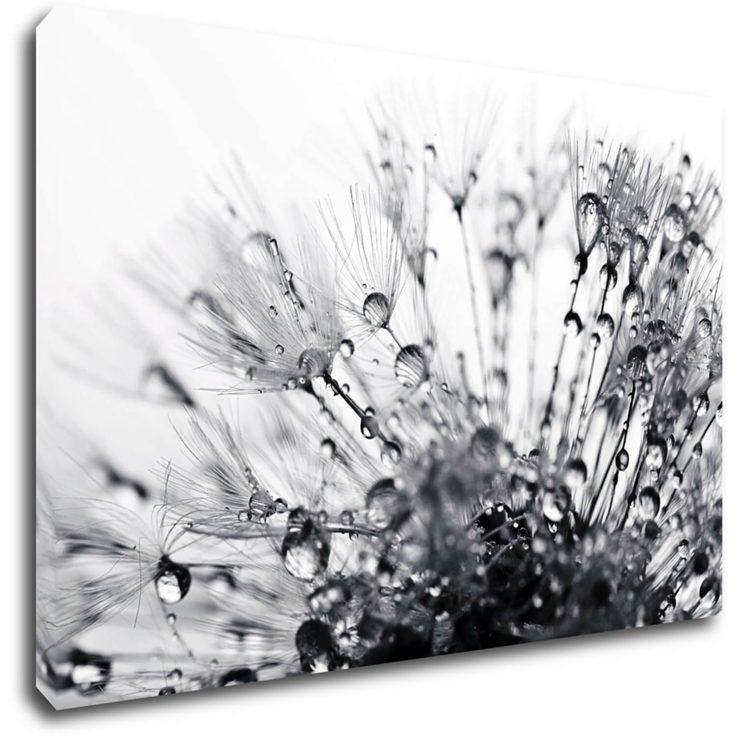 Obraz Pampeliška s kapkami vody - 90 x 60 cm