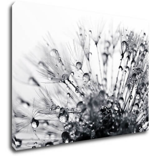 Obraz Pampeliška s kapkami vody - 70 x 50 cm