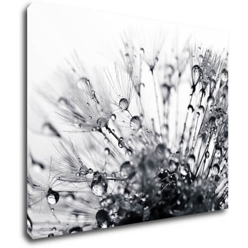 Obraz Pampeliška s kapkami vody - 90 x 70 cm