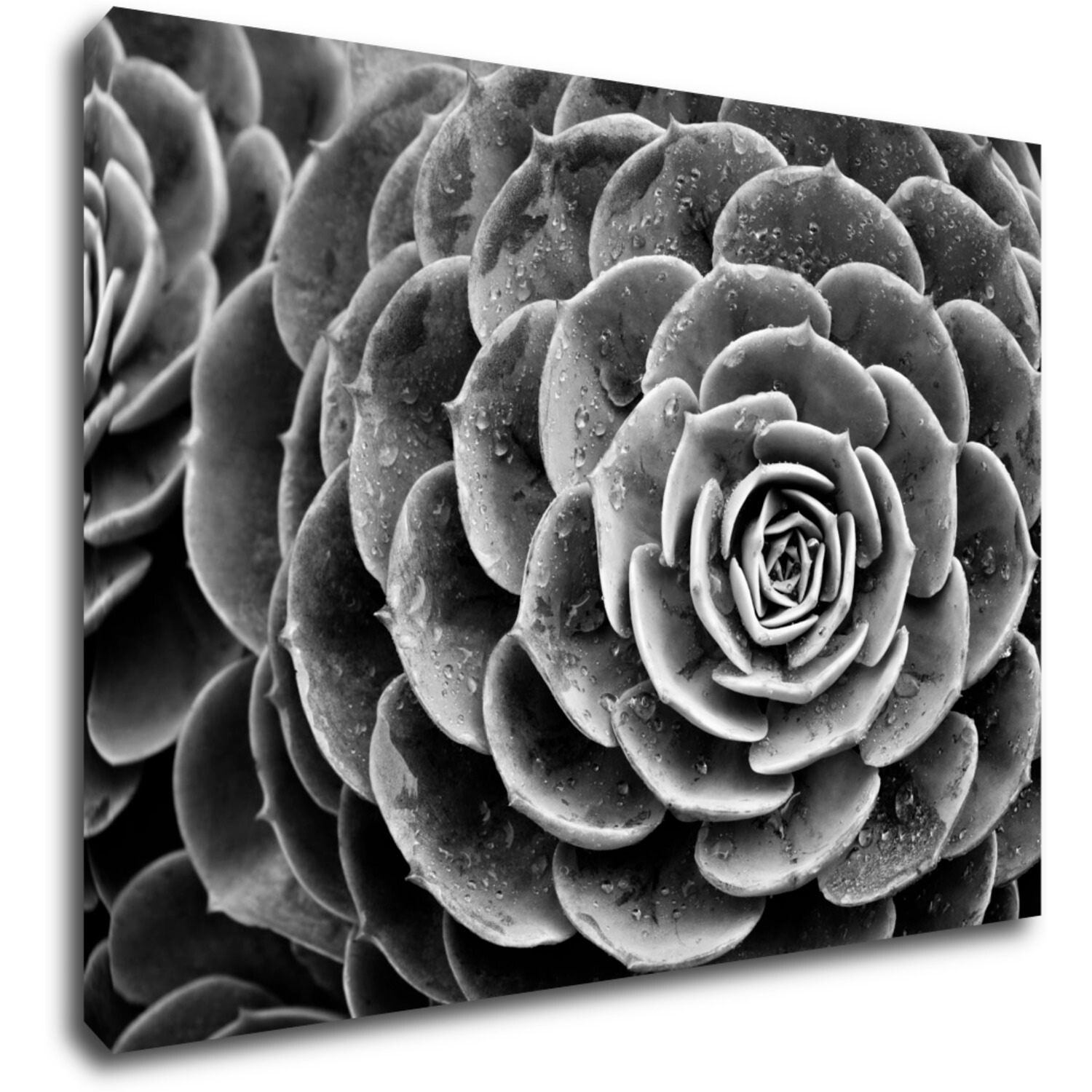 Obraz Květ černobílý detail - 70 x 50 cm