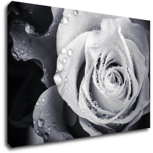 Obraz Černobílá růže s kapkami vody