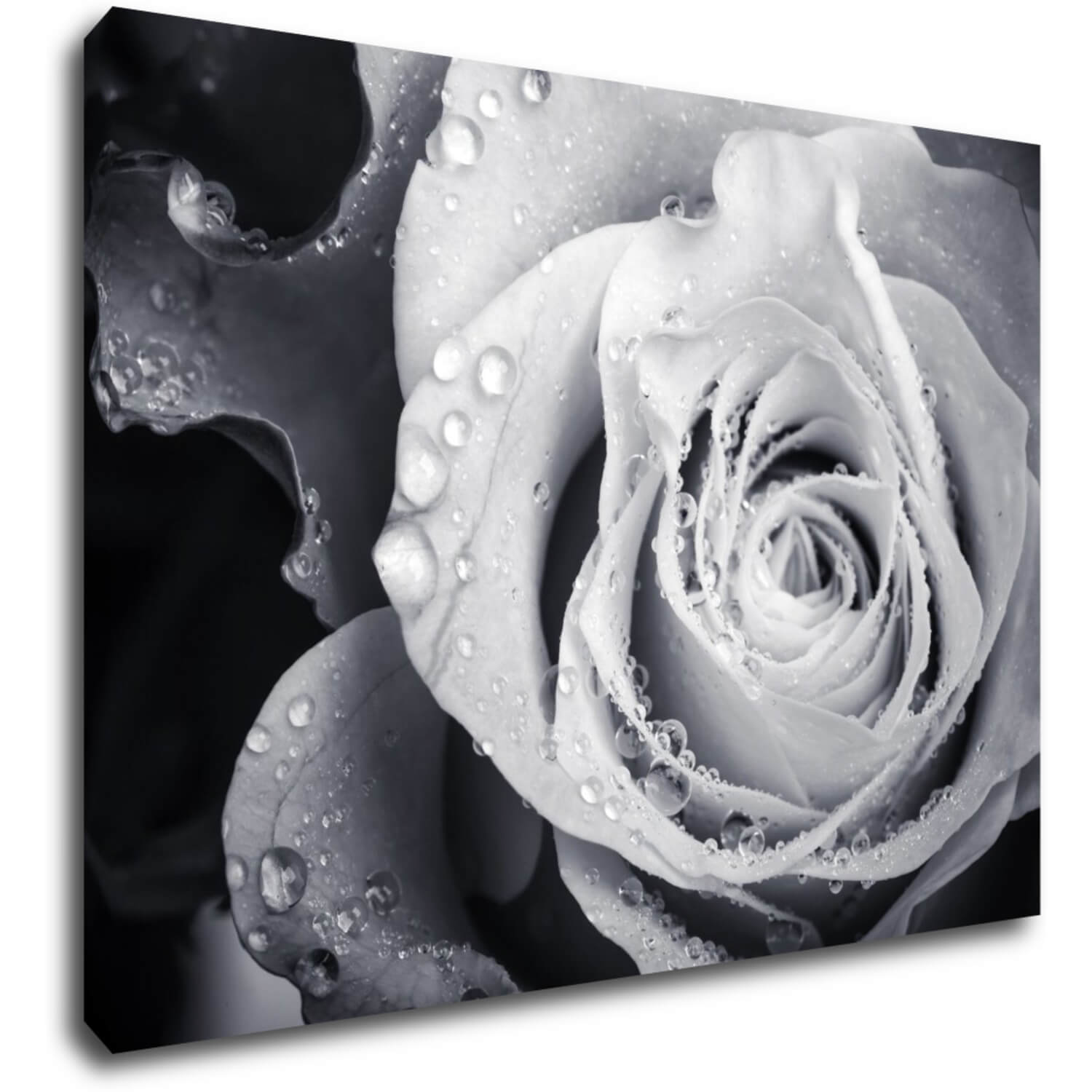 Obraz Černobílá růže s kapkami vody - 70 x 50 cm