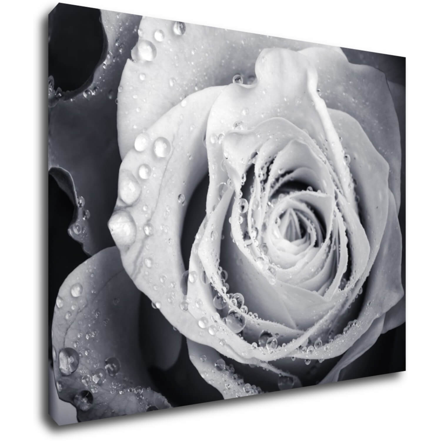 Obraz Černobílá růže s kapkami vody - 90 x 70 cm