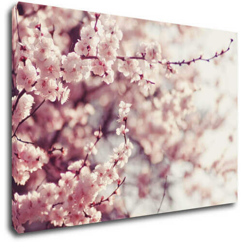 Obraz Světle růžové květy - 90 x 60 cm