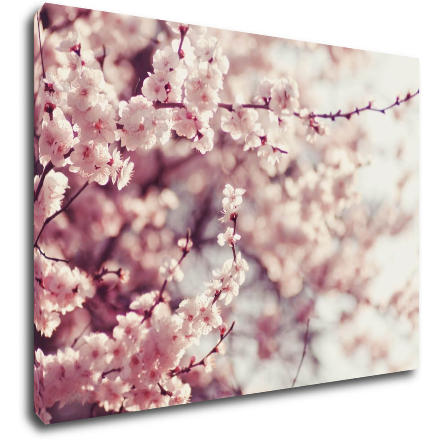 Obraz Světle růžové květy - 70 x 50 cm