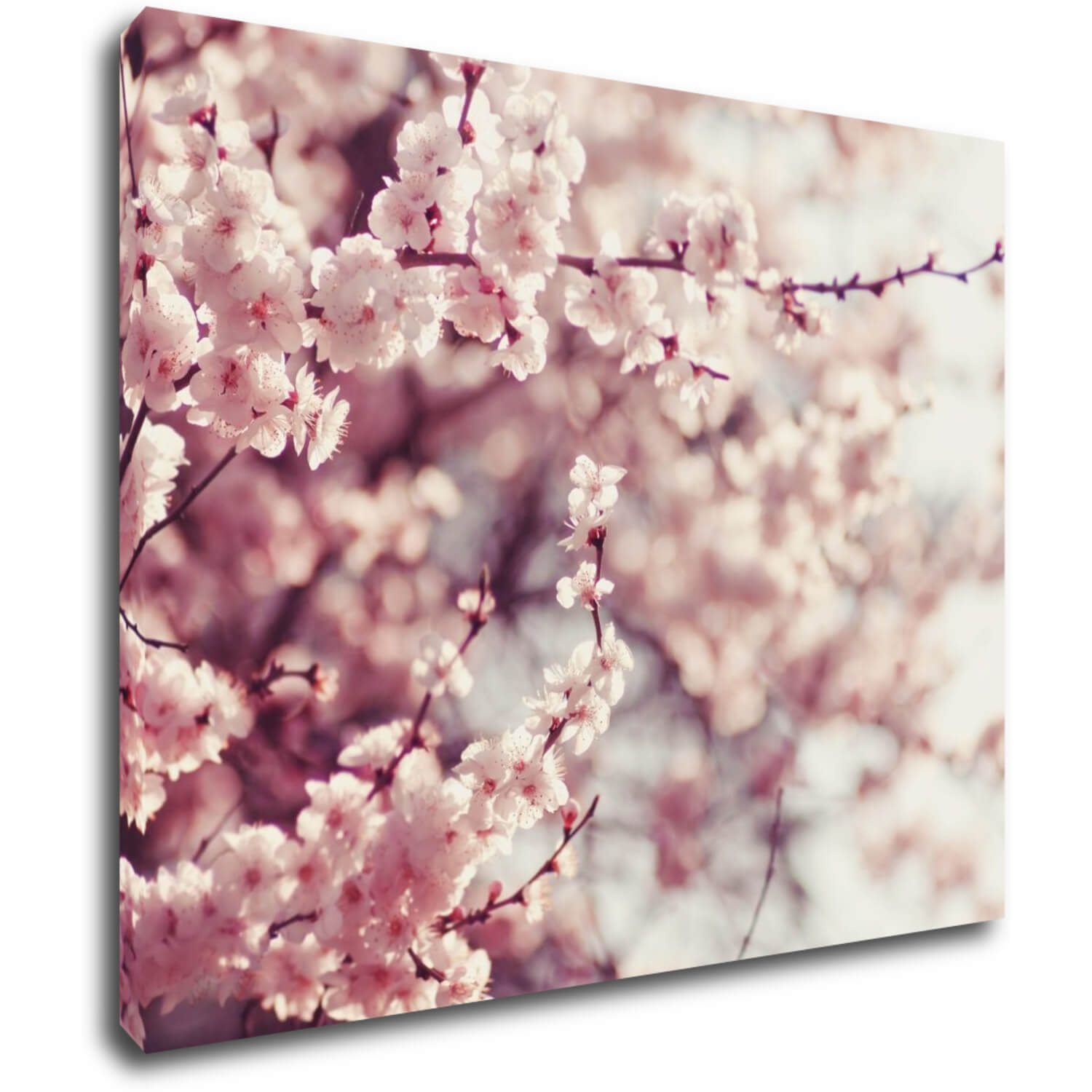 Obraz Světle růžové květy - 90 x 70 cm