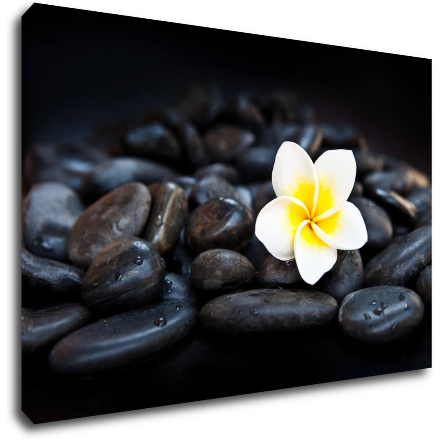 Obraz Bílý květ na černých kamenech - 60 x 40 cm