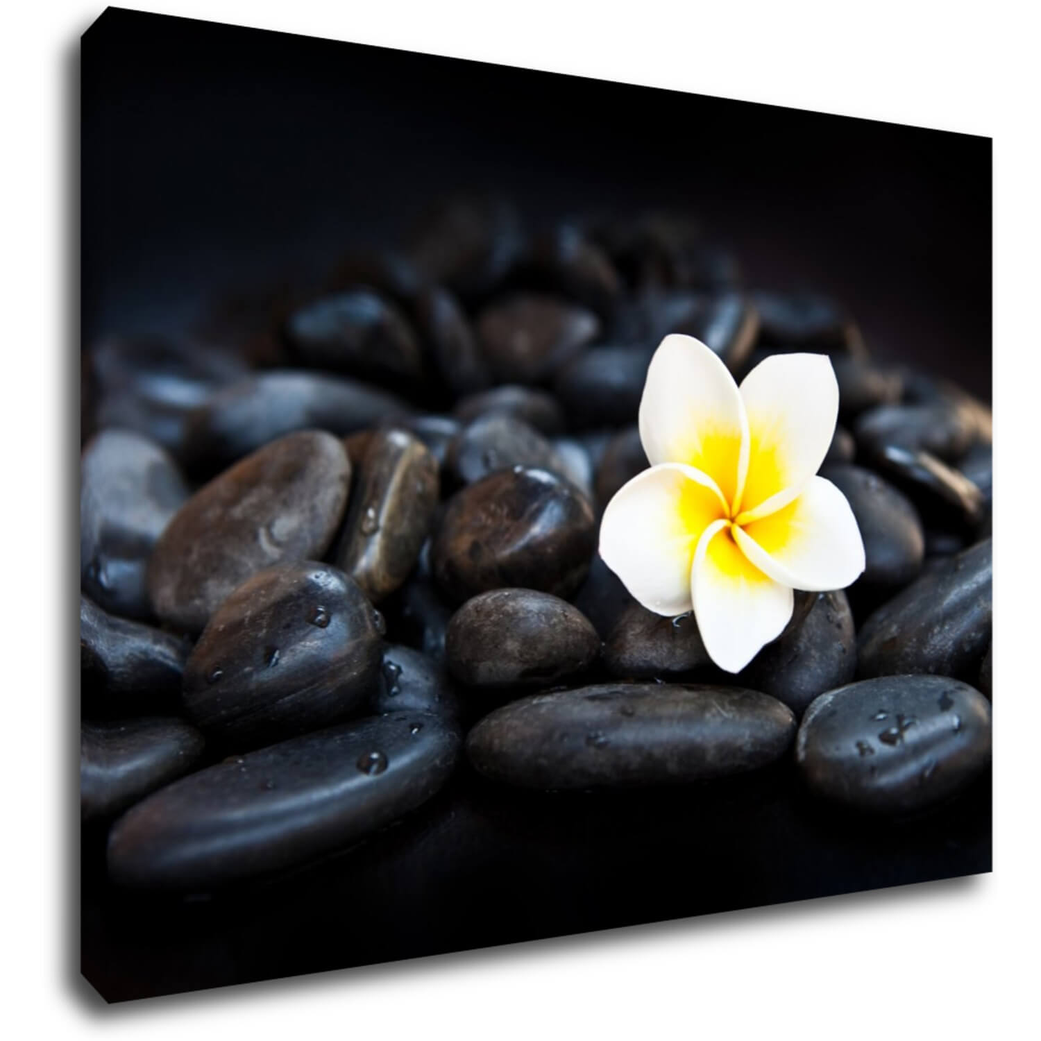 Obraz Bílý květ na černých kamenech - 70 x 50 cm