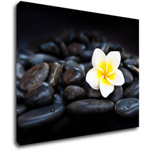 Obraz Bílý květ na černých kamenech - 90 x 70 cm