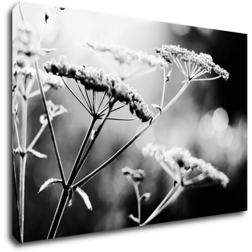 Obraz Černobílá luční květina - 90 x 60 cm
