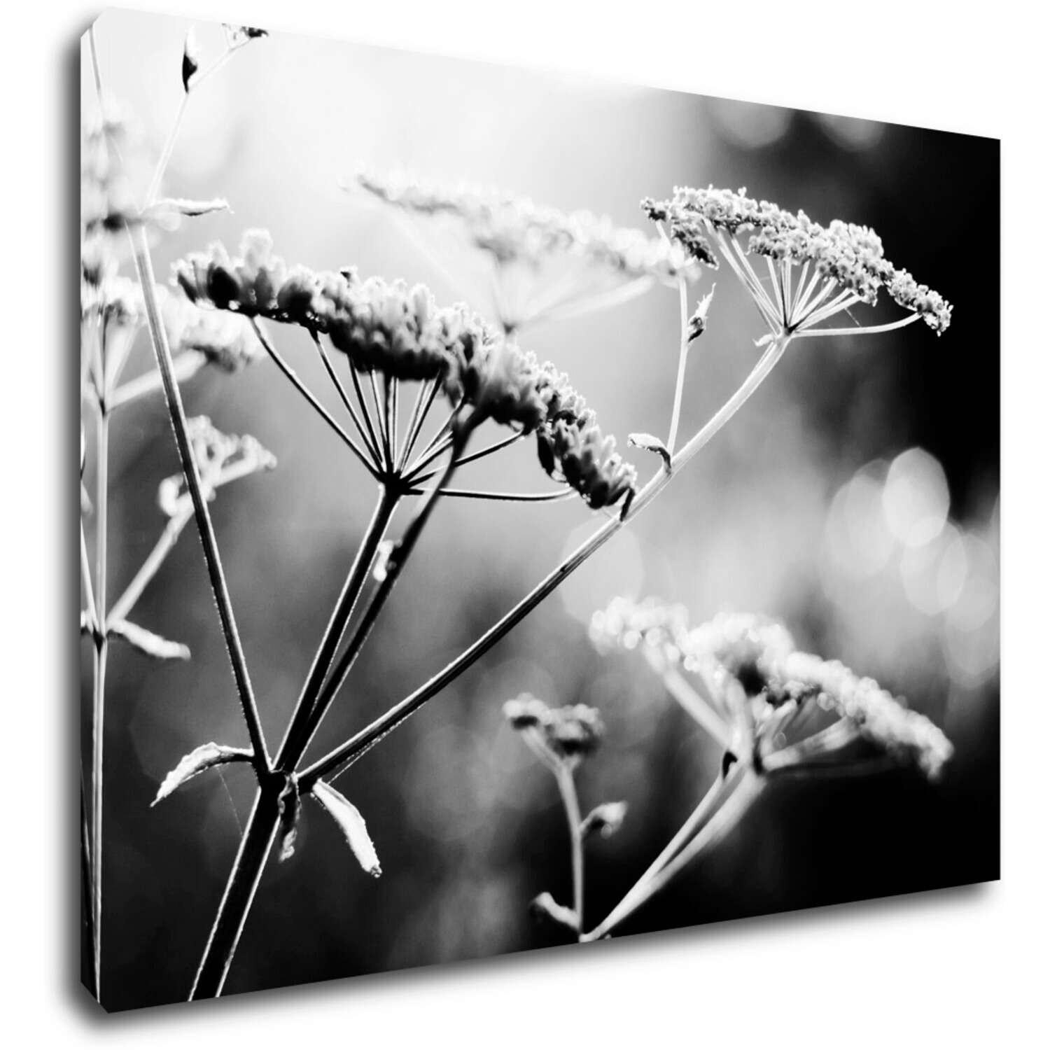 Obraz Černobílá luční květina - 70 x 50 cm