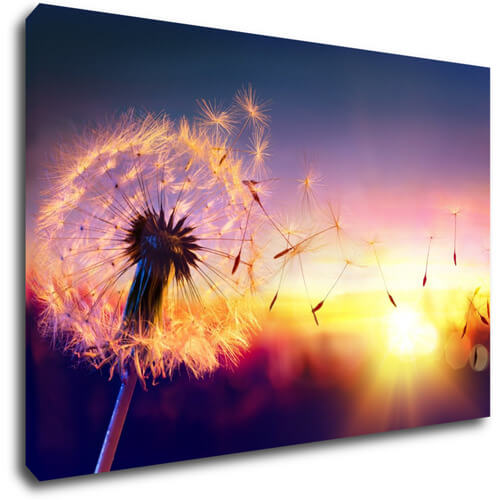 Obraz Pampeliška se západem slunce - 90 x 60 cm