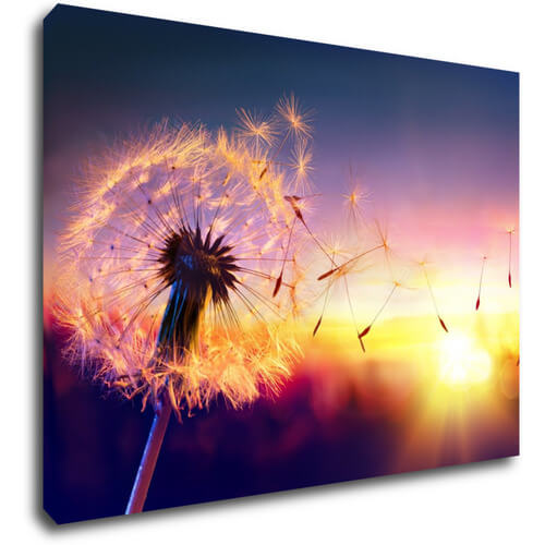 Obraz Pampeliška se západem slunce - 70 x 50 cm